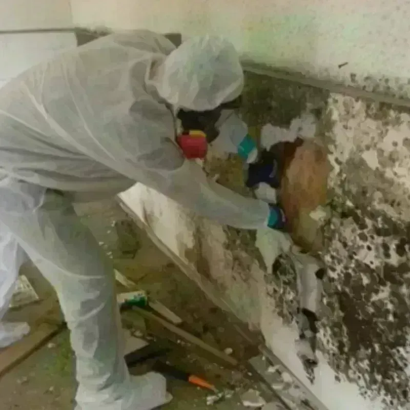 Mold Remediation and Removal in Dinwiddie County, VA